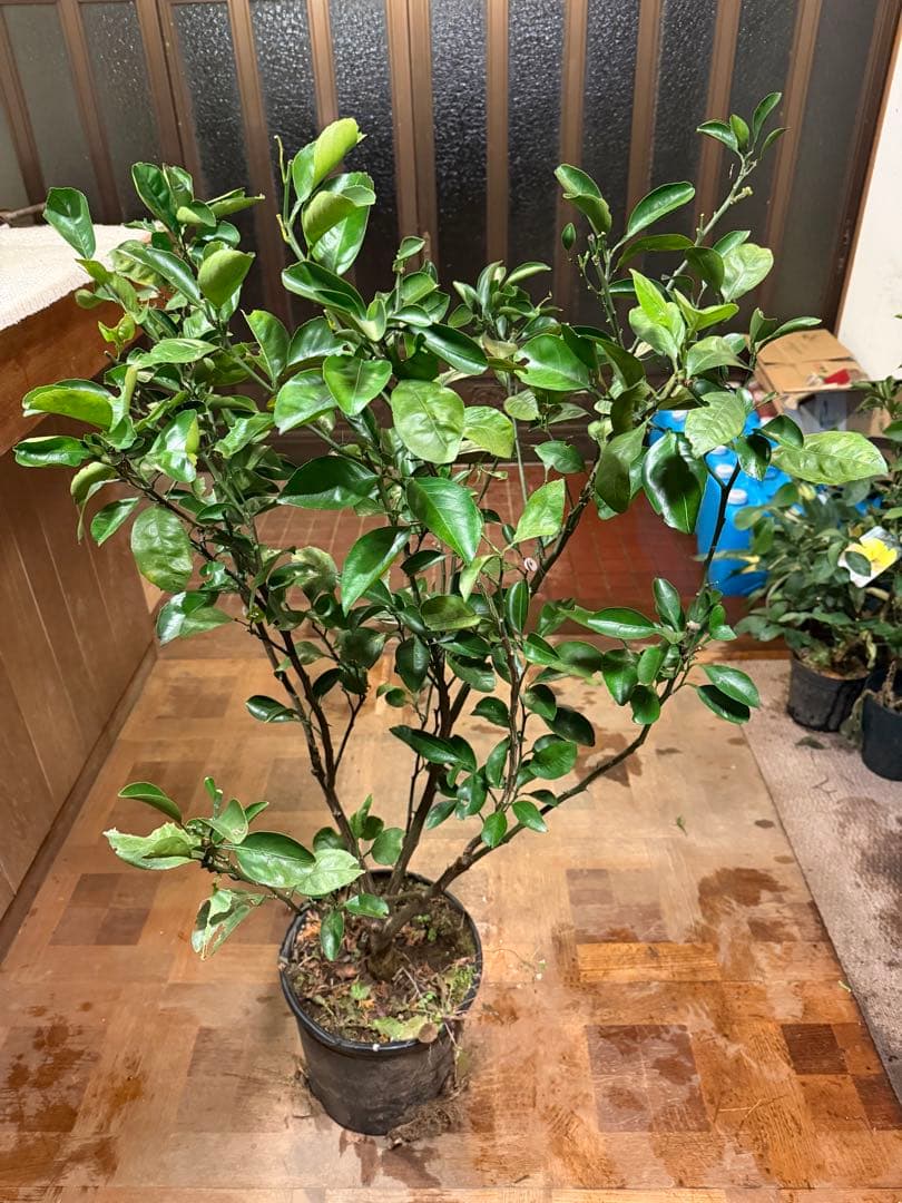 無農薬 スイートスプリングオレンジ 苗木 果樹 特大株