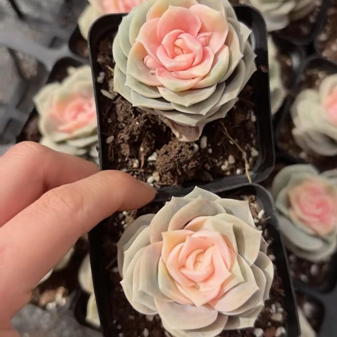 Top【選抜株】多肉植物　22022ユアロープ　ブルー　ベルベット30個　鉢無し