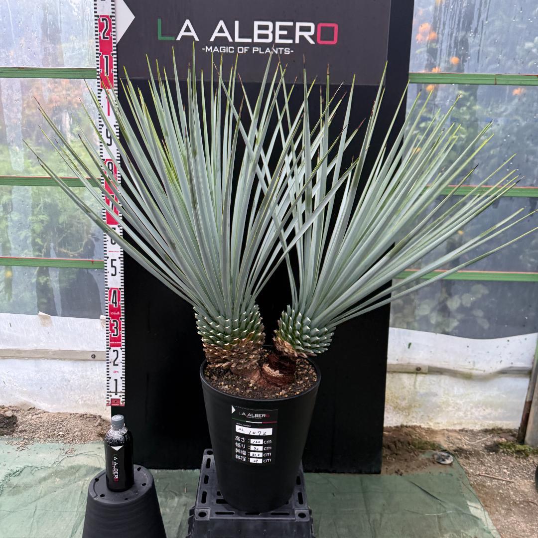 【AL1072】ユッカ　LA ALBERO　Ver.リギダ