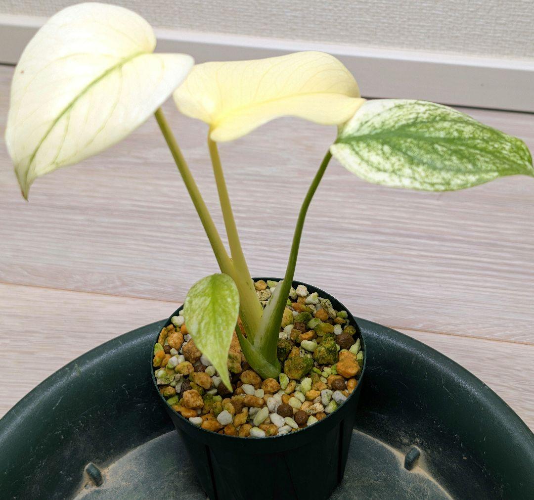 斑入りモンステラ　デリシオーサ　天津蘭　デリシオーサ　ホワイトモンスター