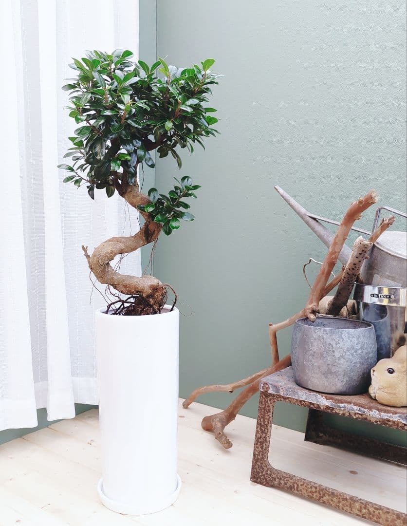 nima曲がりガジュマル (現品) 根上がり 曲線 空間浄化