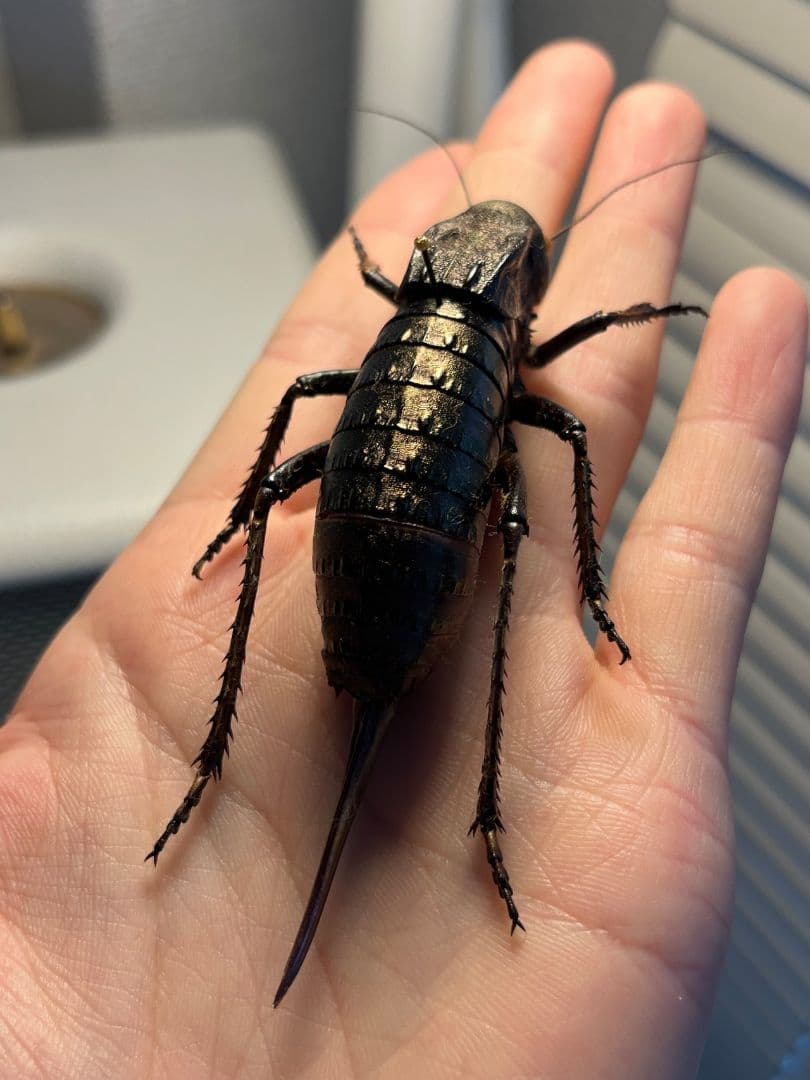 【88mm♀】ヨロイコロギス Bradyporus リオック 直翅類 標本