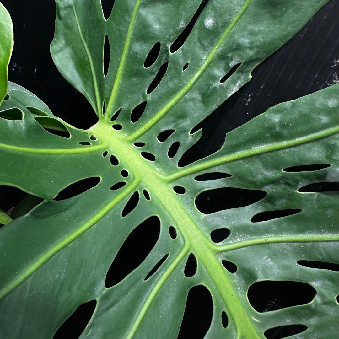 モンステラデリシオーサマクロコズム大型葉超希少系統鉢植え