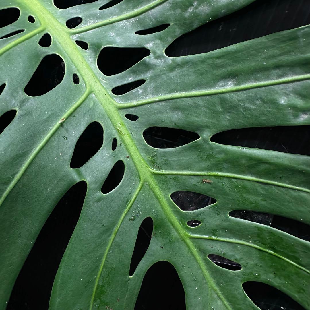 モンステラデリシオーサマクロコズム大型葉超希少系統鉢植え