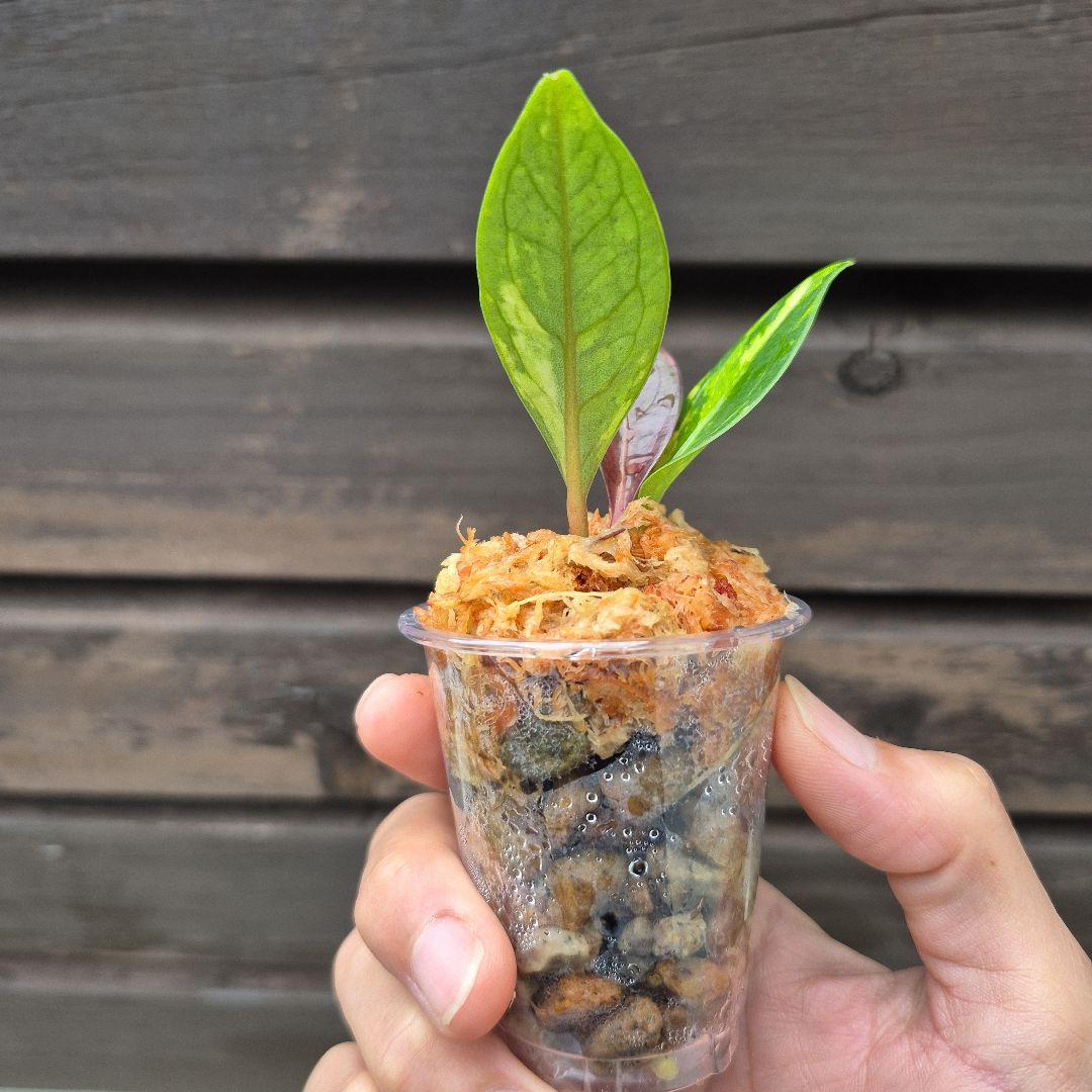 アンスリウム　ジェンマニー　斑入り