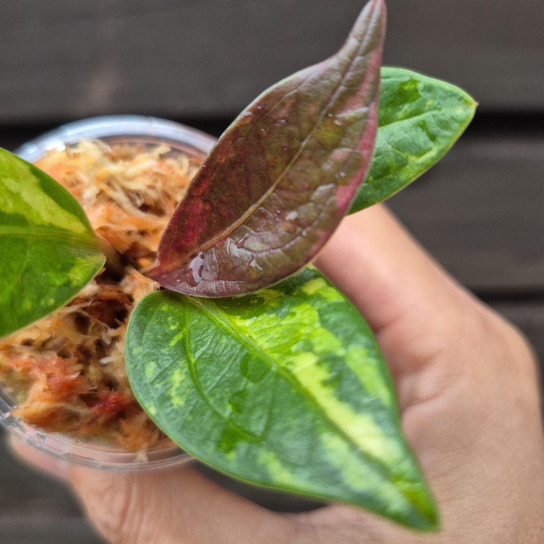 アンスリウム　ジェンマニー　斑入り