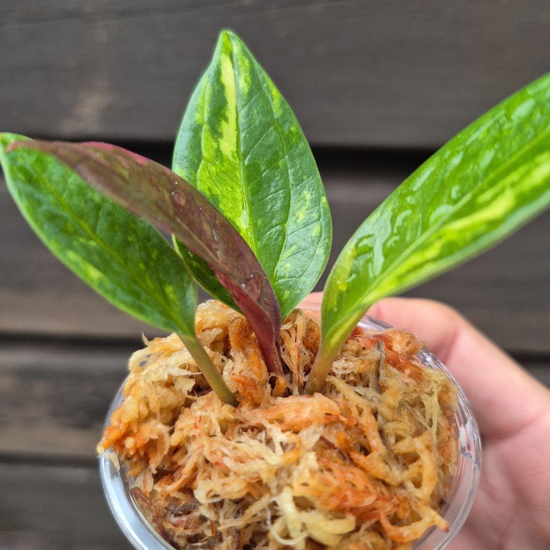 アンスリウム　ジェンマニー　斑入り