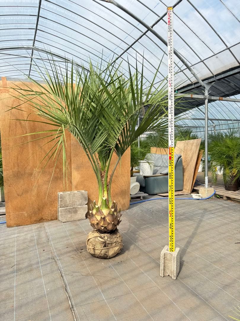 ココスヤシシルバーリーフ【極太】葉先170cm幹回り90cm 幹高40cm