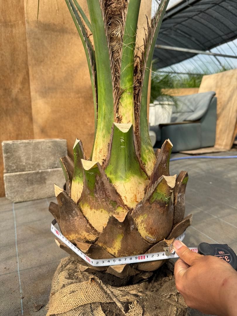 ココスヤシシルバーリーフ【極太】葉先170cm幹回り90cm 幹高40cm