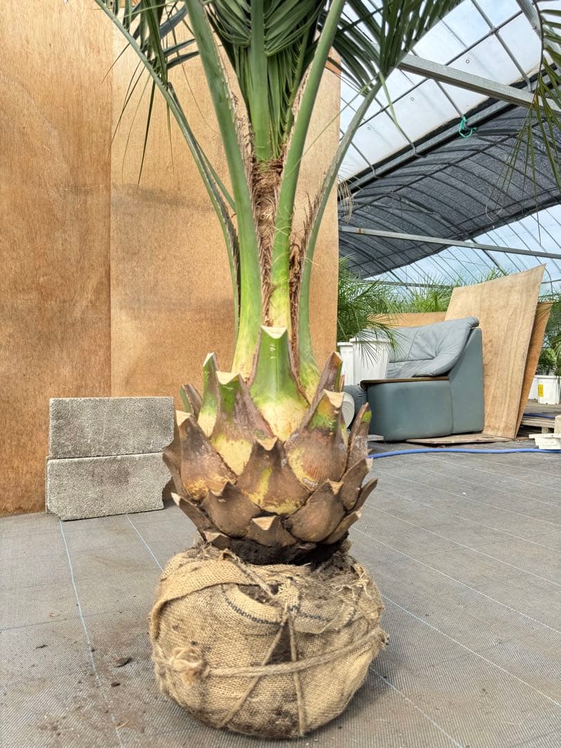 ココスヤシシルバーリーフ【極太】葉先170cm幹回り90cm 幹高40cm