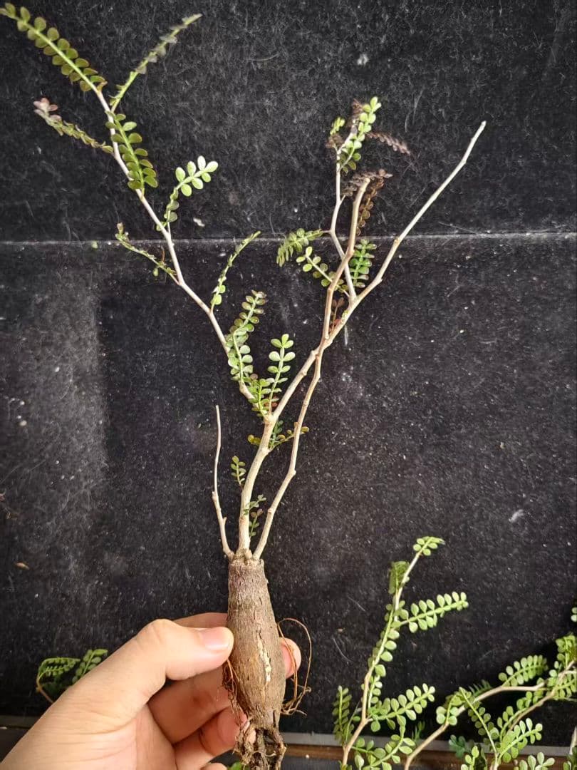 ビ*ぼ様 オペルクリカリア パキプス／Operculicarya pachypu