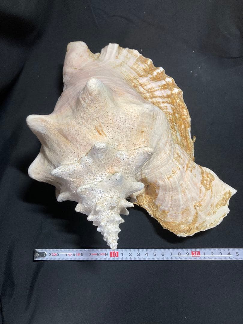 超特大　コンク貝、ピンク貝 (カリブ海産　特大サイズ　約30cm、2344g)