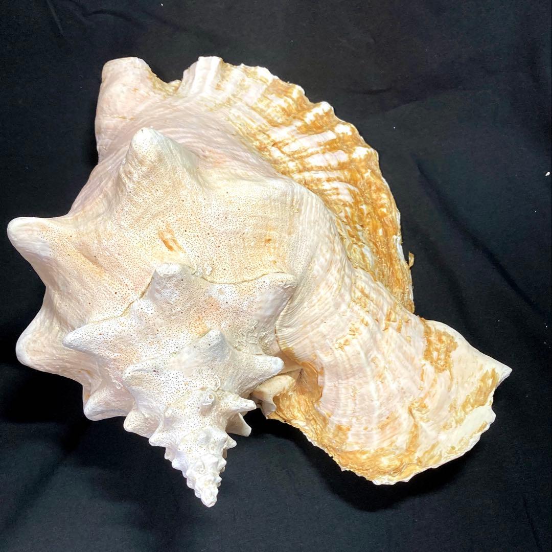 超特大　コンク貝、ピンク貝 (カリブ海産　特大サイズ　約30cm、2344g)