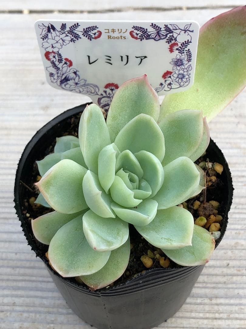 多肉植物 レミリア♡抜き苗(コキリノさん苗)