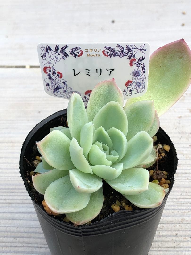 多肉植物 レミリア♡抜き苗(コキリノさん苗)