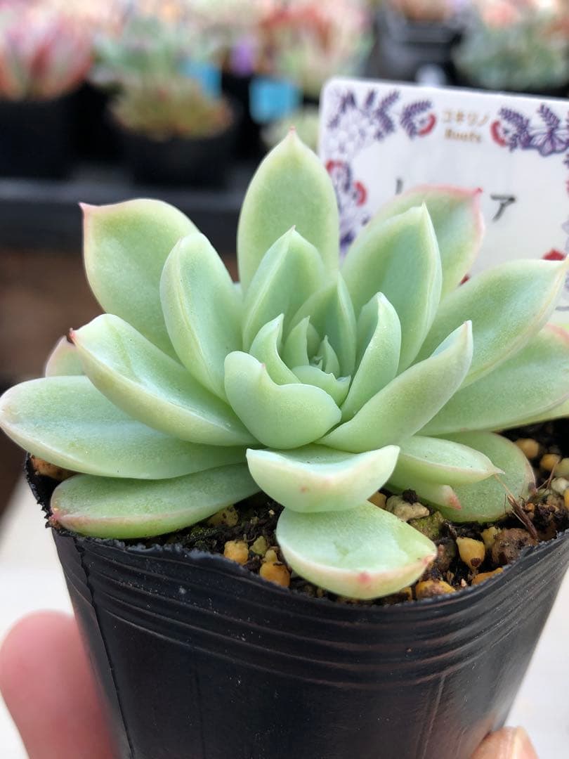 多肉植物 レミリア♡抜き苗(コキリノさん苗)