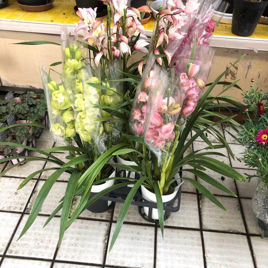 特価(^^)テーブルシンビジューム　5鉢セット　石田洋蘭オリジナル品種　お買い得