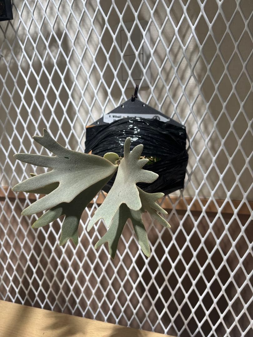 ビカクシダ P. WillInckll cv. Mogor Mutate