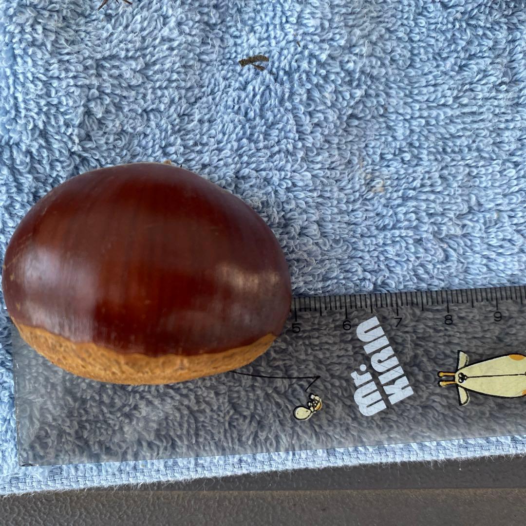 確認用　購入不可