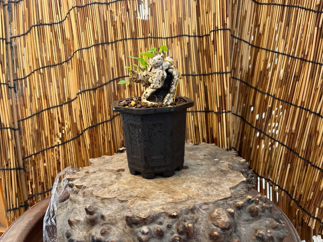 ✨✨✨オキナワオオハマボウ【◎良品サバ幹】検/ユウナハート葉♪happyセール♪