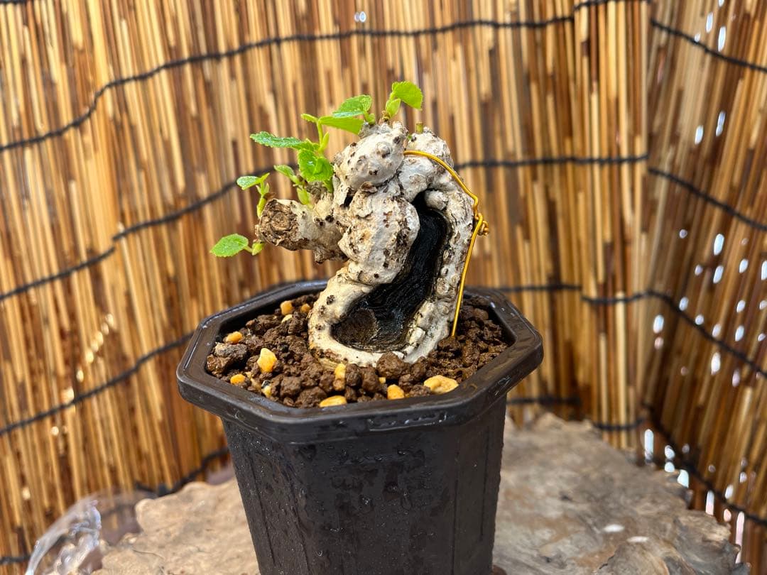 ✨✨✨オキナワオオハマボウ【◎良品サバ幹】検/ユウナハート葉♪happyセール♪