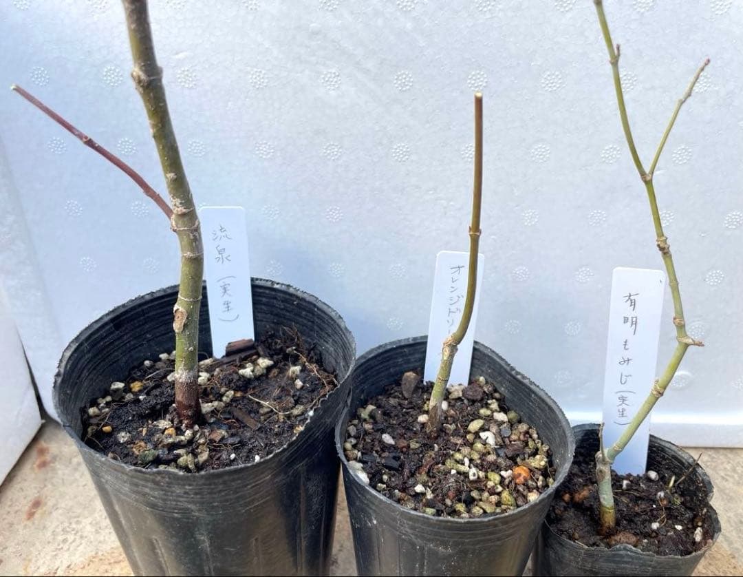 【BI】 藤ともみじ 8品