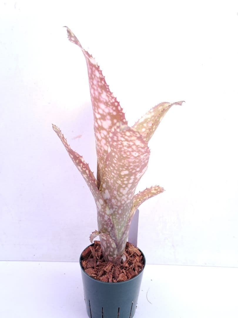 ビルベルギア サーフライダー 抜き苗 速達便 タンクブロメリア