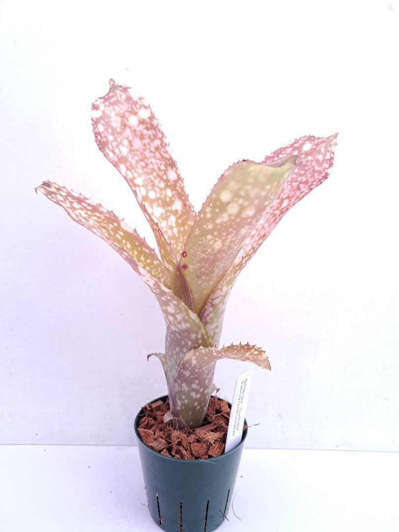 ビルベルギア サーフライダー 抜き苗 速達便 タンクブロメリア