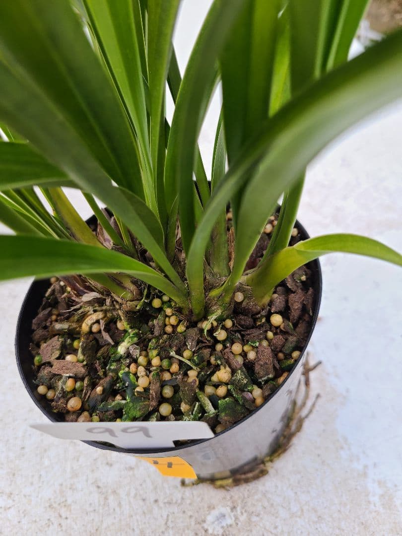 ミスマフェット。花芽4個。2鉢セット。蜜蜂誘引蘭。日本蜜蜂