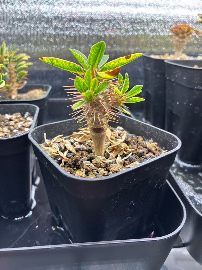 ギラウミニアナ　実生　まとめ売り