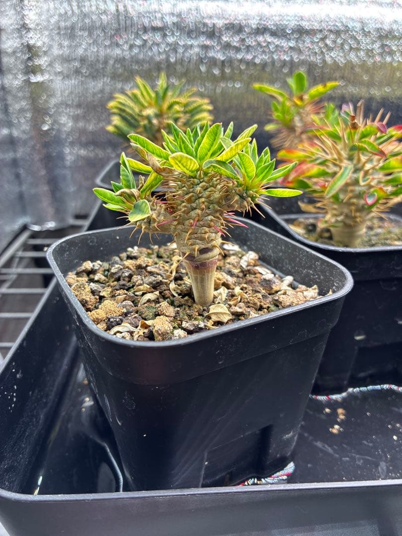 ギラウミニアナ　実生　まとめ売り