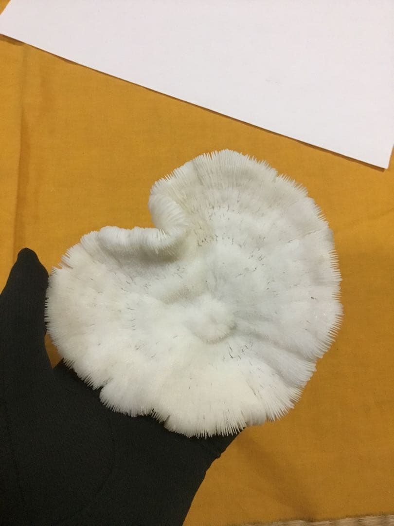 珊瑚の化石でしょうが、❤️なんです。