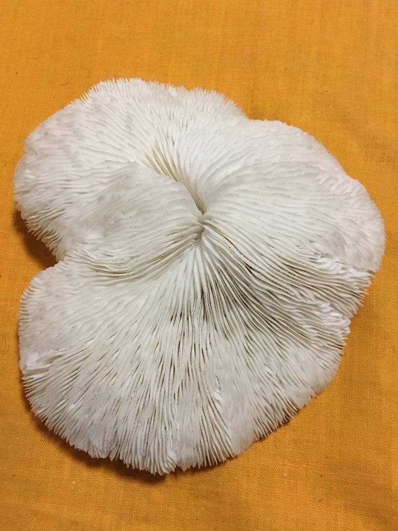 珊瑚の化石でしょうが、❤️なんです。