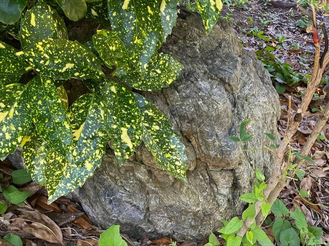 庭石 灰色 約75×80×45㎝ 自然石【石川県引き取り限定】まとめ割