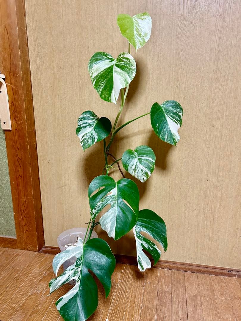 ⭐️斑入りモンステラ⭐️ ホワイトタイガー　全高　約100cm
