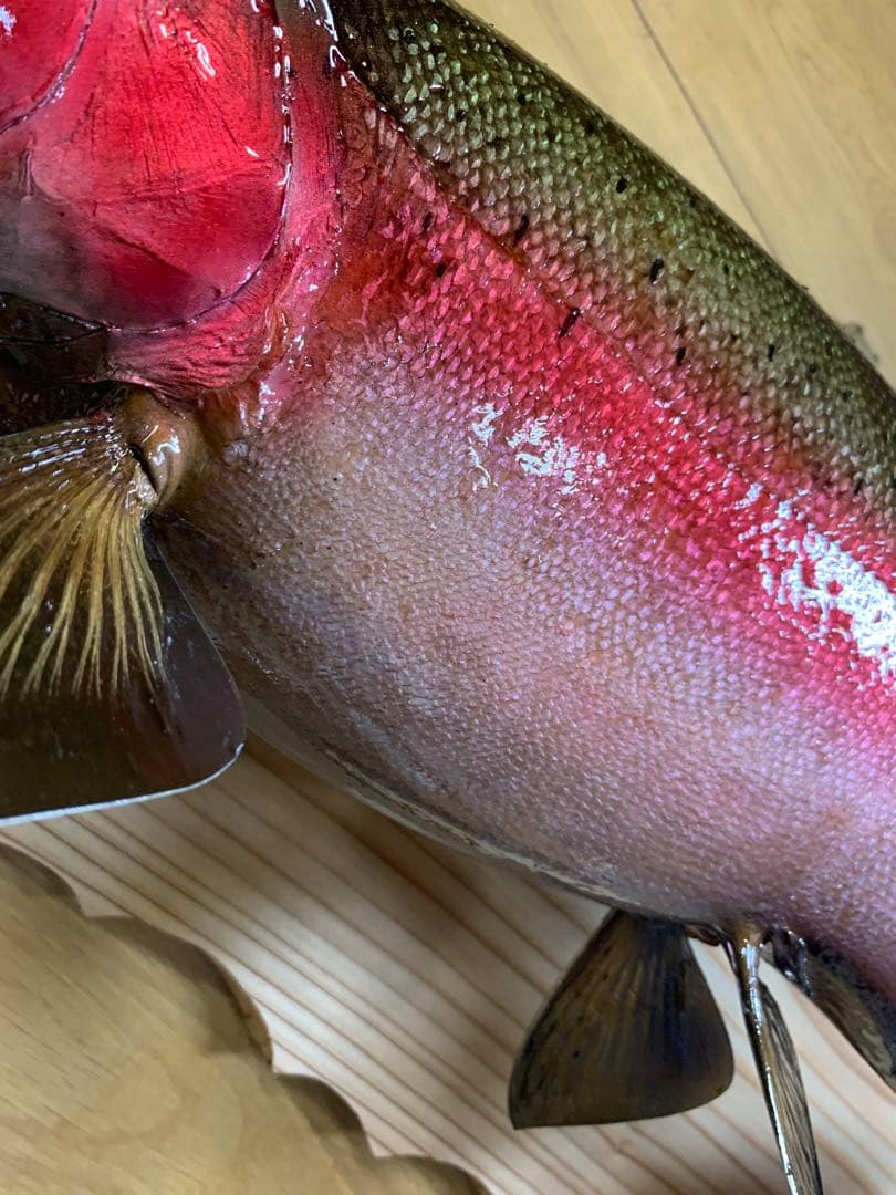 ワイルドスーパーレインボー50オーバー雄三口限定品剥製製作依頼又は、完成品