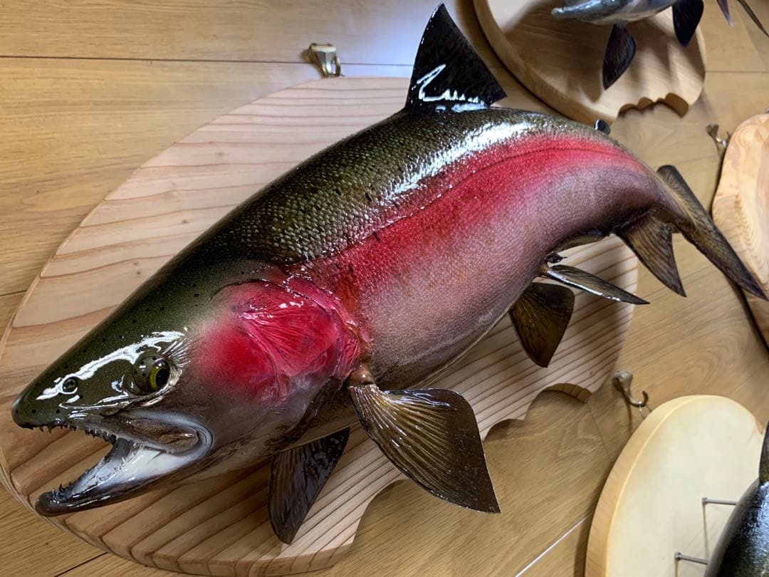 ワイルドスーパーレインボー50オーバー雄三口限定品剥製製作依頼又は、完成品