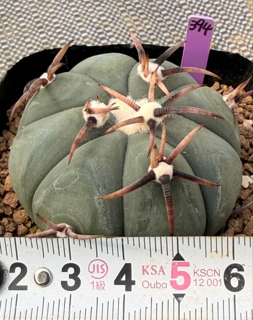 エキノカクタス　雷帝