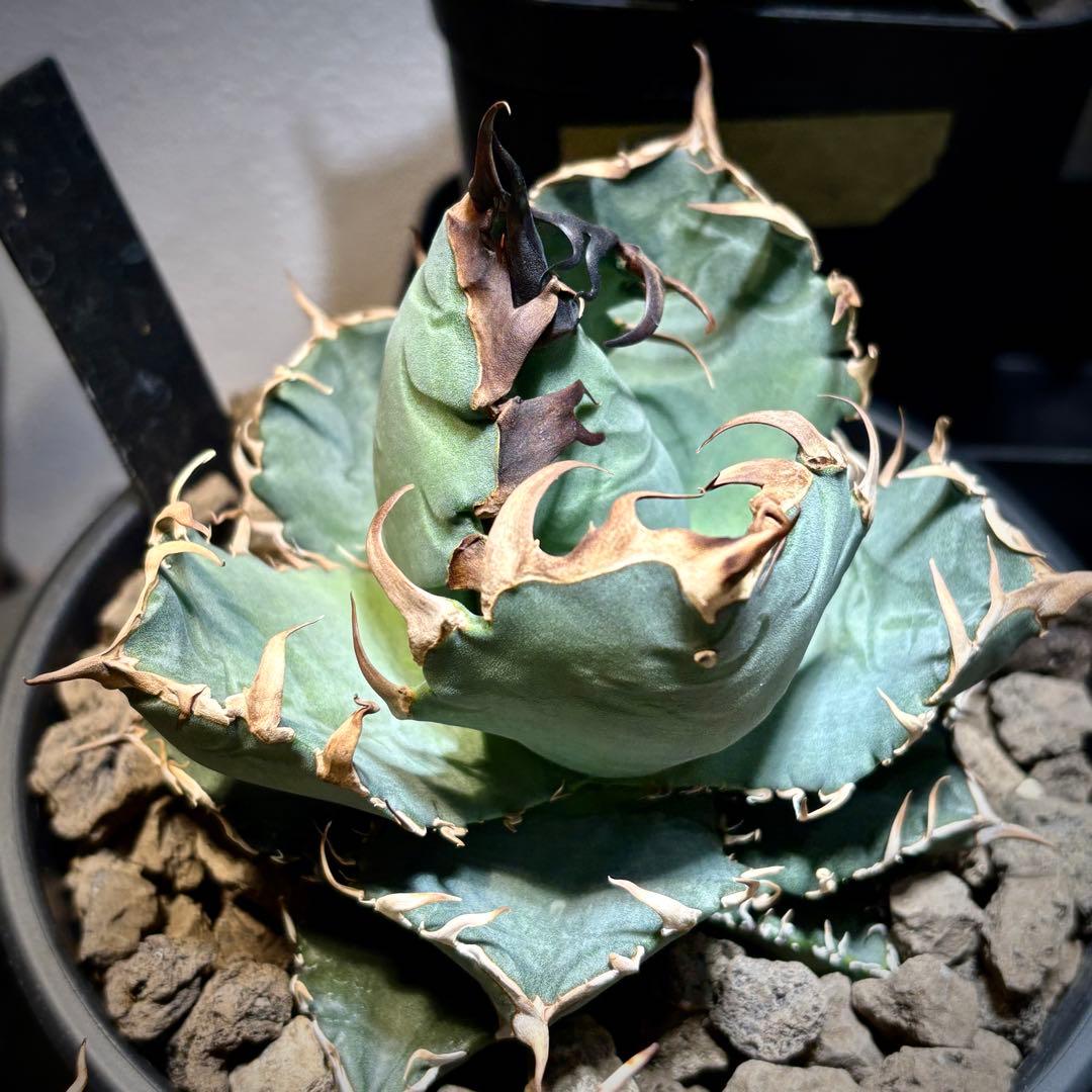 アガベ メキシコ産種子　オテロイ　実生　選抜