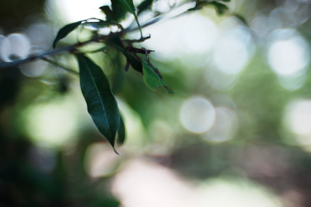 【極美品】動作◎ ニコン　Ai Nikkor 35mm F1.4 729