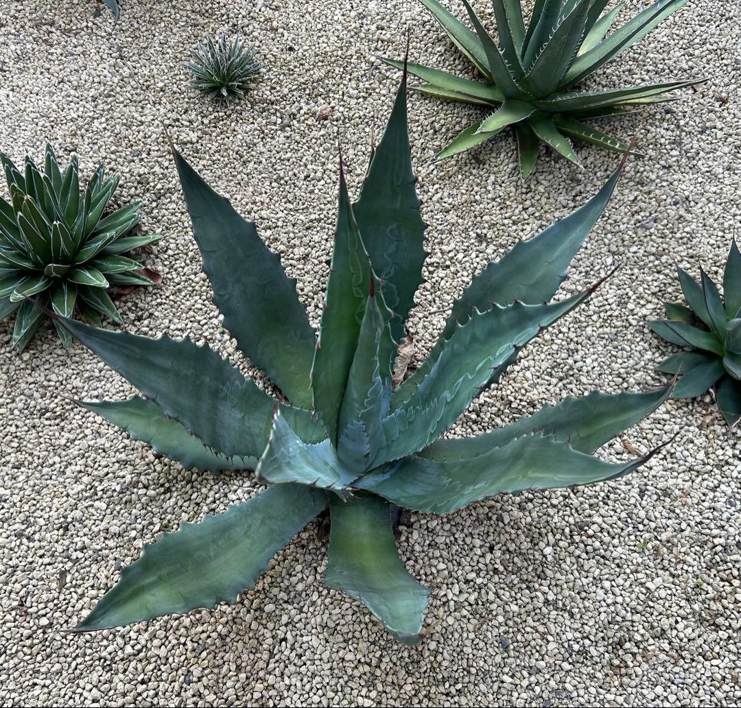 厳選株　アガベ　ワコマヒー　特大株