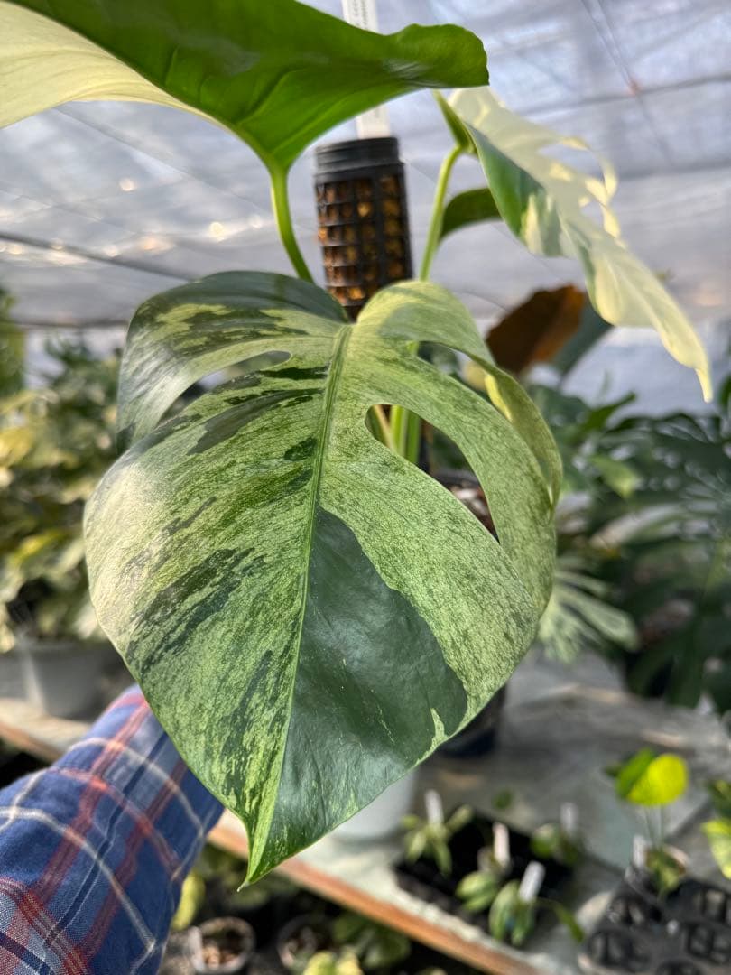 1モンステラ　ボルギシアナ　ミント　健康株　美斑入り