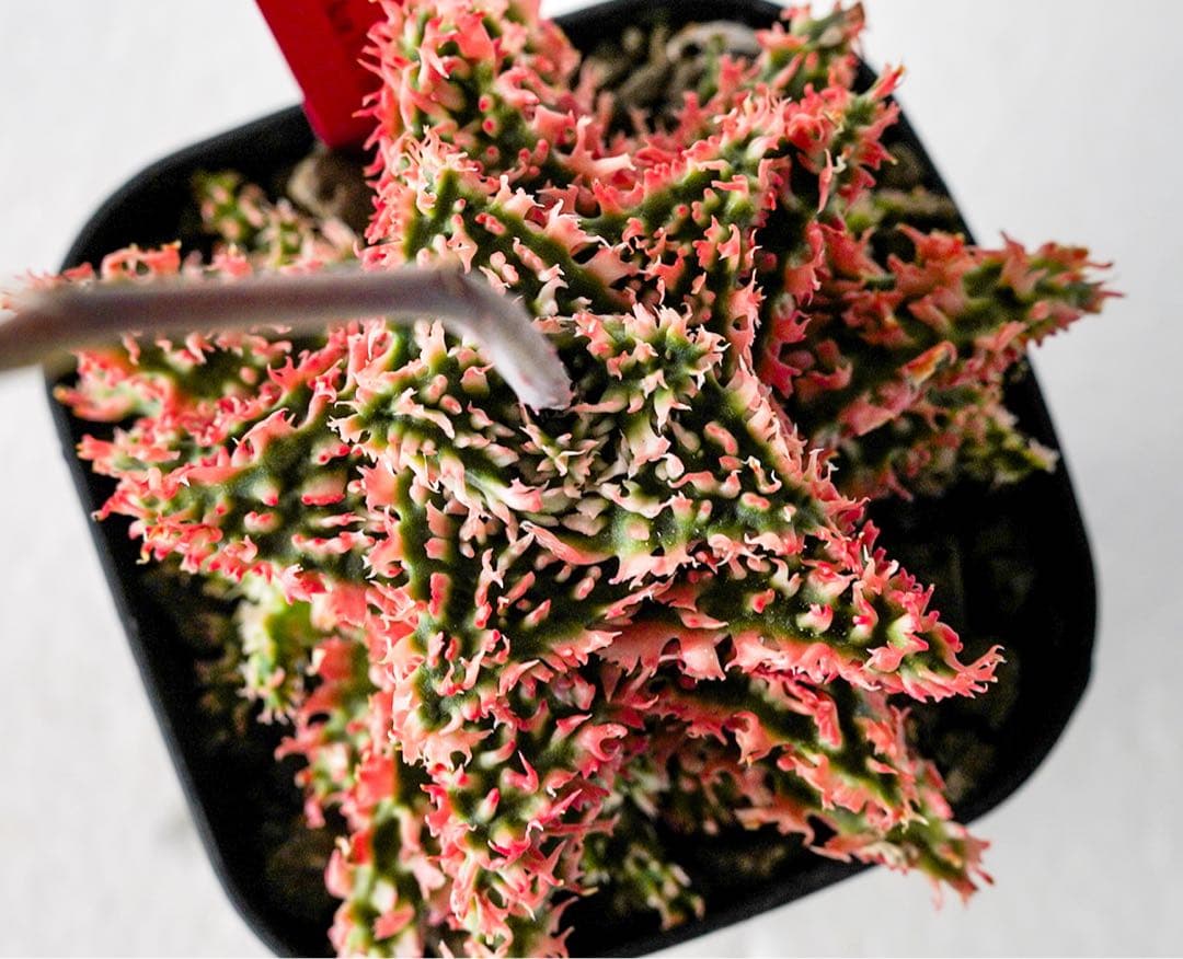 天*無様 アロエハイブリッド　TCT 燎