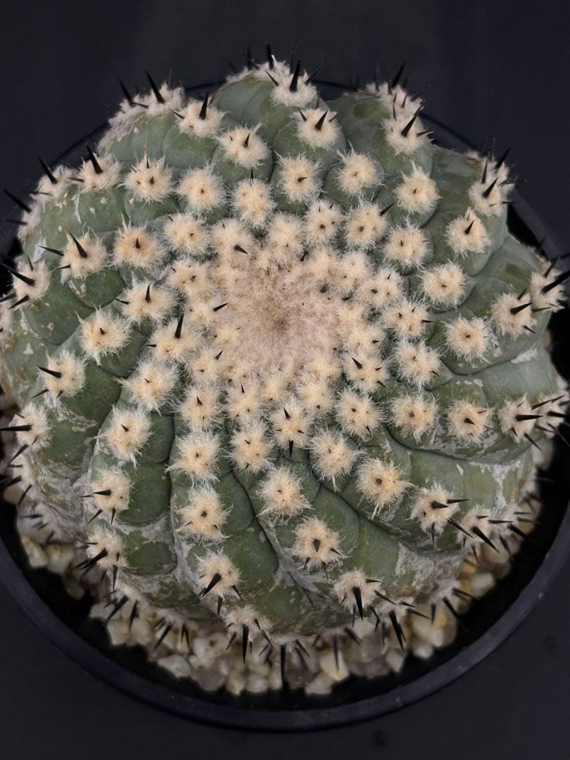 短刺螺旋　黒王丸　コピアポア　台付