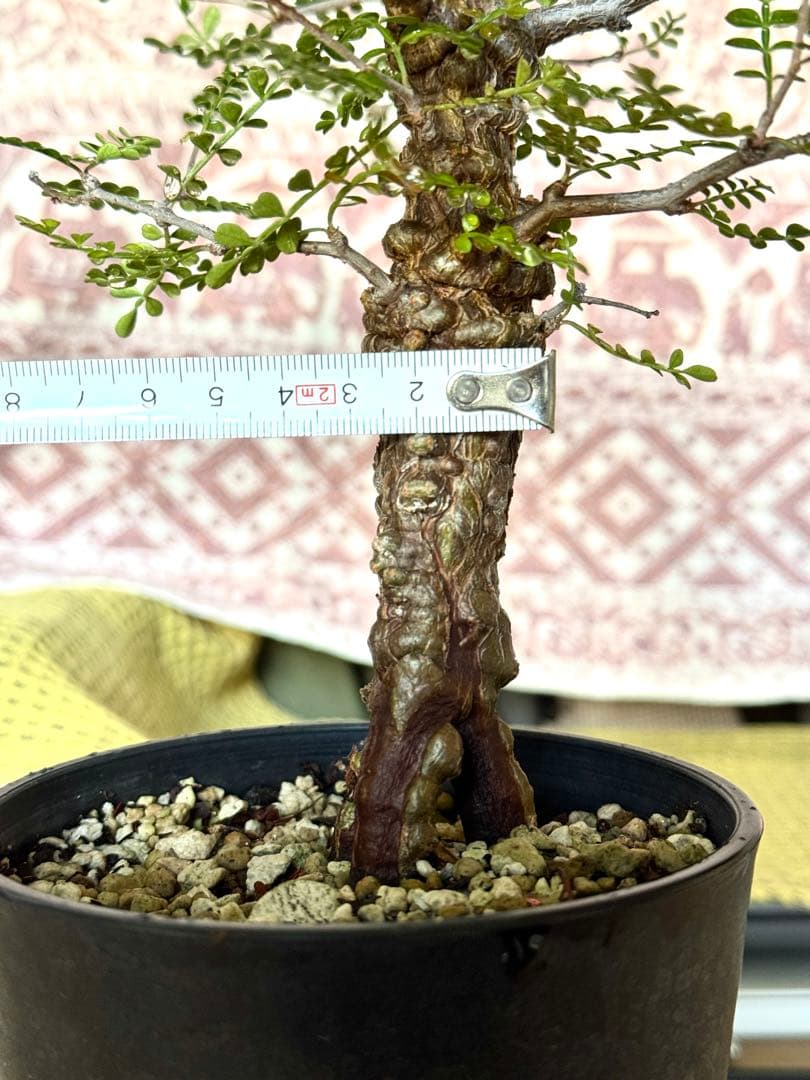 オペルクリカリア パキプス　 Operculicarya pachypus 実生