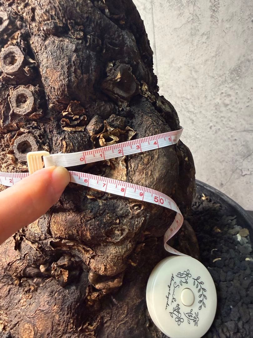 Kawasakiz1様. 【超特大・極上株】ユーフォルビア ムランジーナ