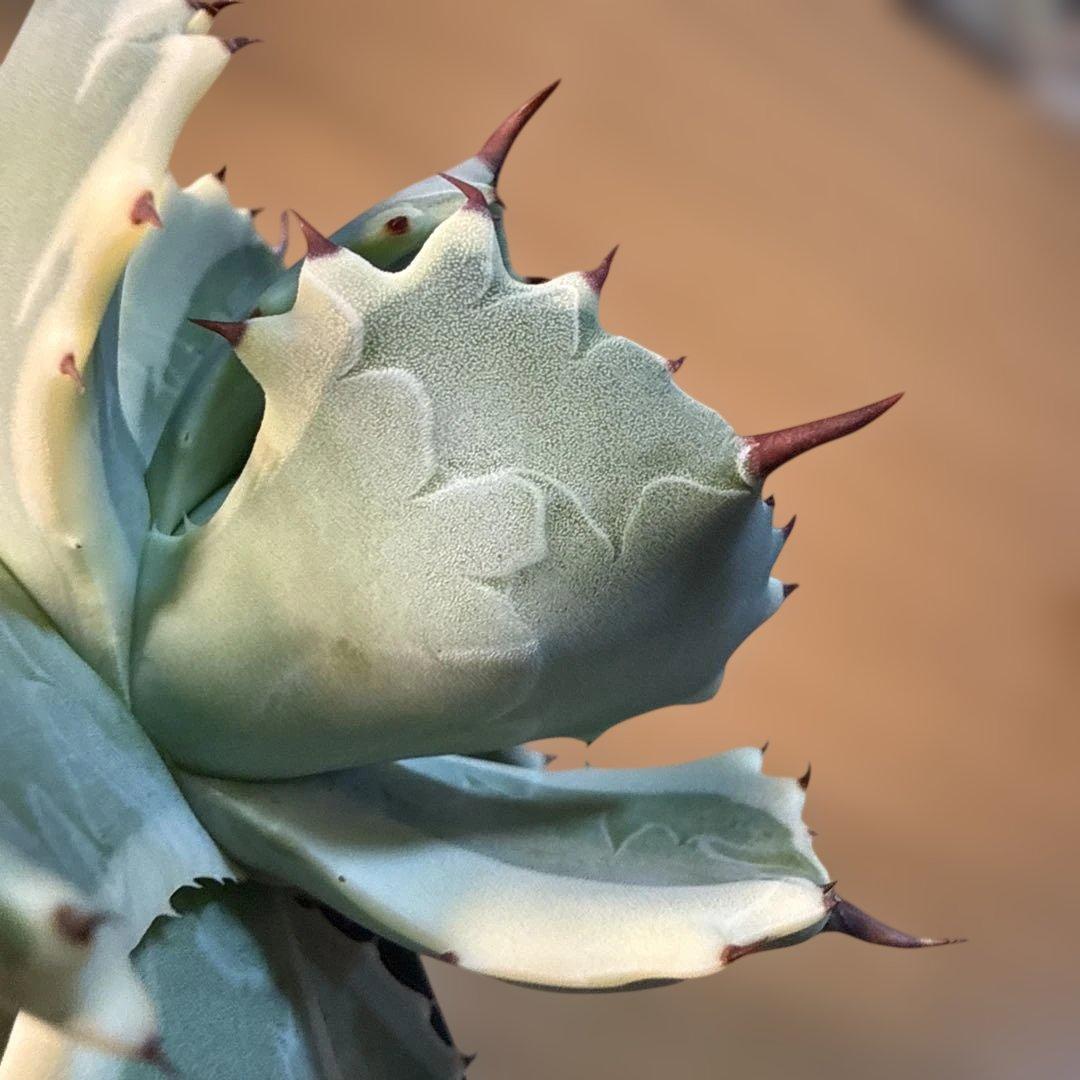 【極上】アガベ アトミックゴールド プレステラ105 極上ペンキ 赤棘