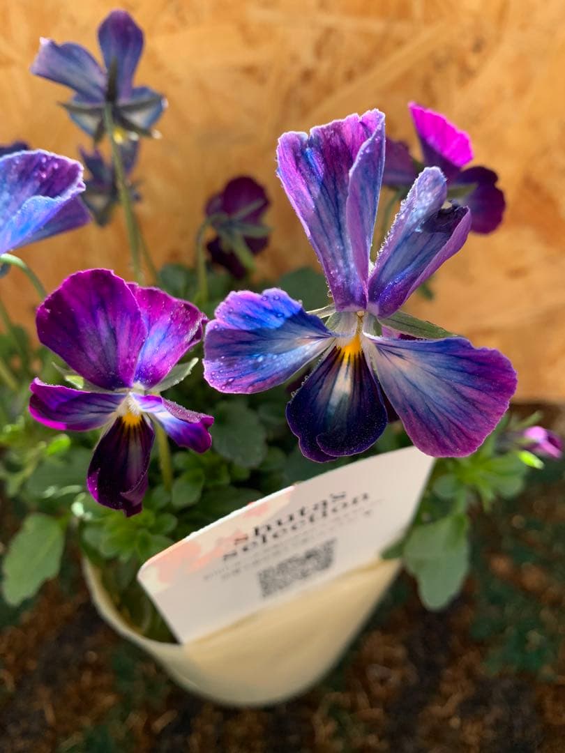 ⚠️専用ページ⚠️ パルプンテ　極美苗