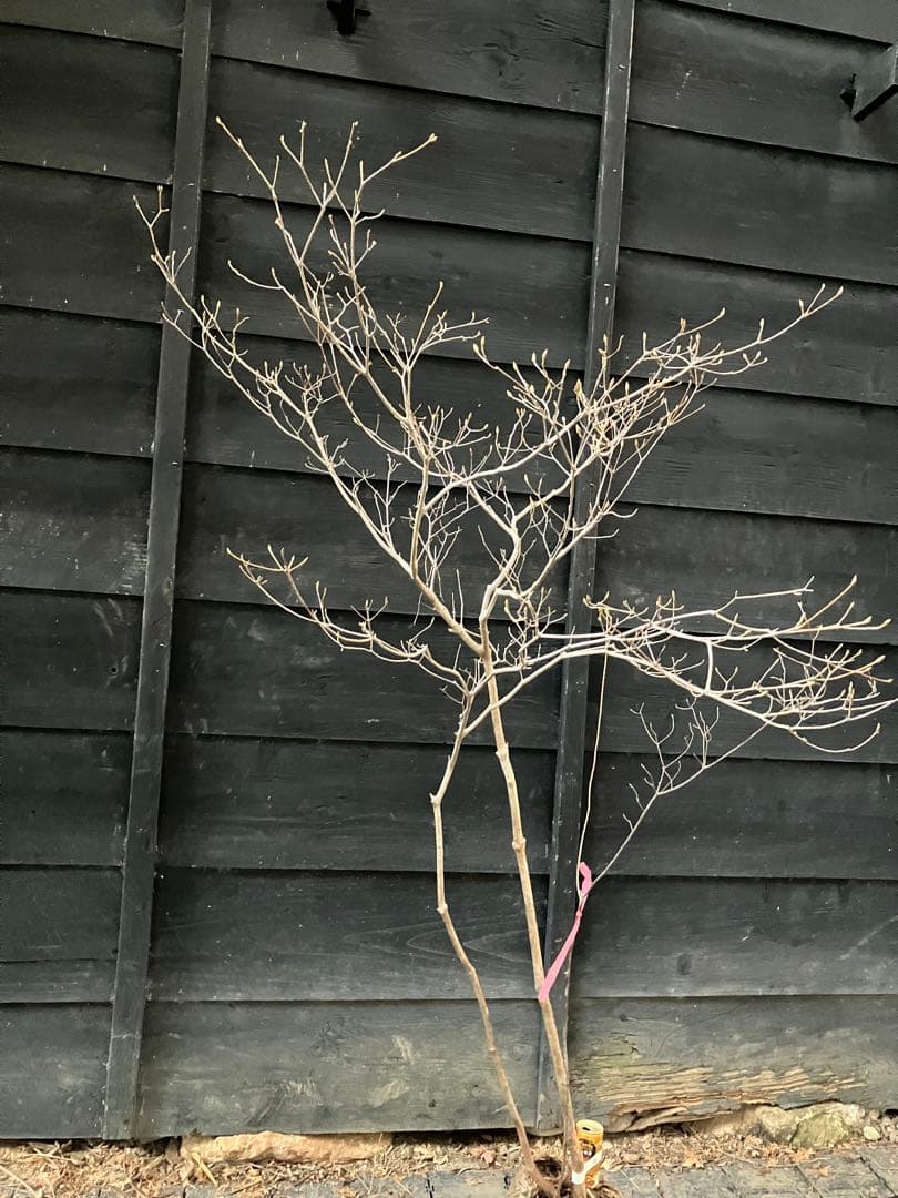 60 山採り　ミツバツツジ　バイカツツジ付き