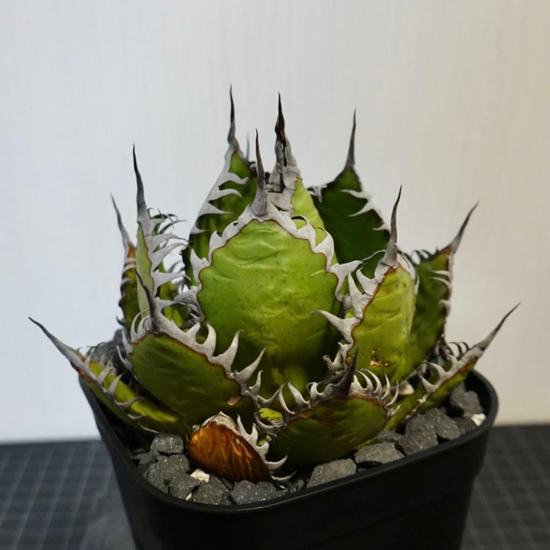 2137 【鉢のまま発送】 アガベ ホリダ